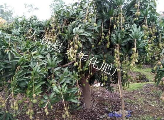 1501060140150101.jpg 芒果施肥.jpg