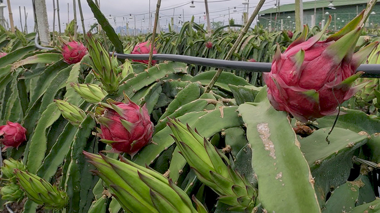 1622196163939185.jpg 火(huǒ)龍果