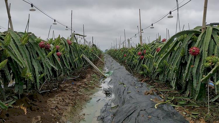 1622196211886267.jpg 火(huǒ)龍果