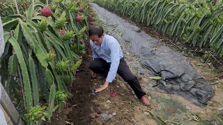 1622196325703260.jpg 火(huǒ)龍果