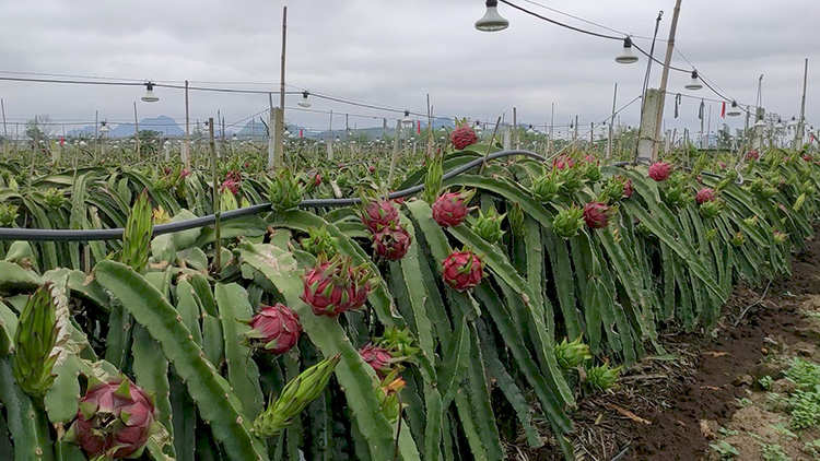 1622197953543636.jpg 火(huǒ)龍果