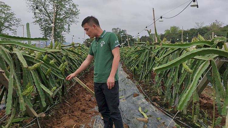 1622197972251953.jpg 火(huǒ)龍果