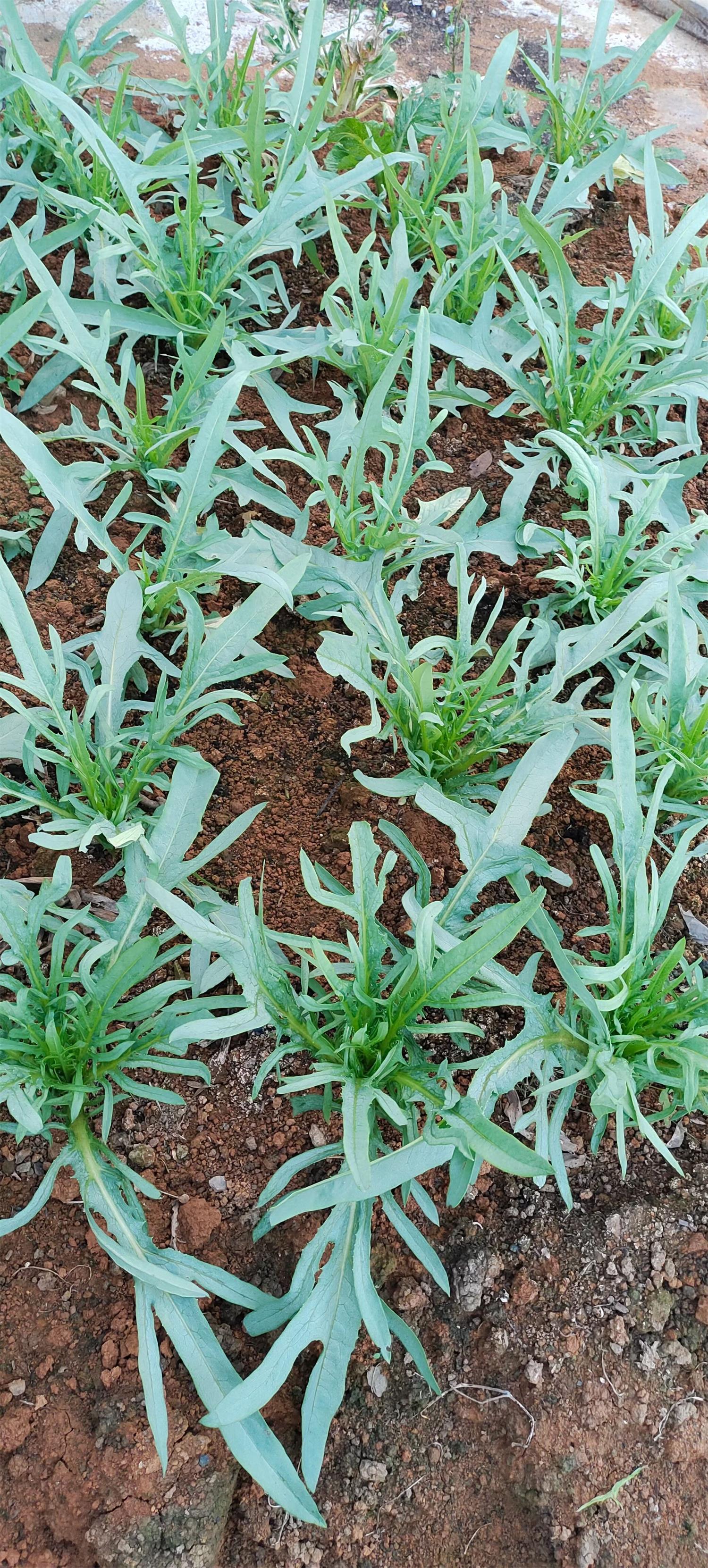 廣西(xī)有(yǒu)機(jī)肥生(shēng)産廠(chǎng)家(jiā)