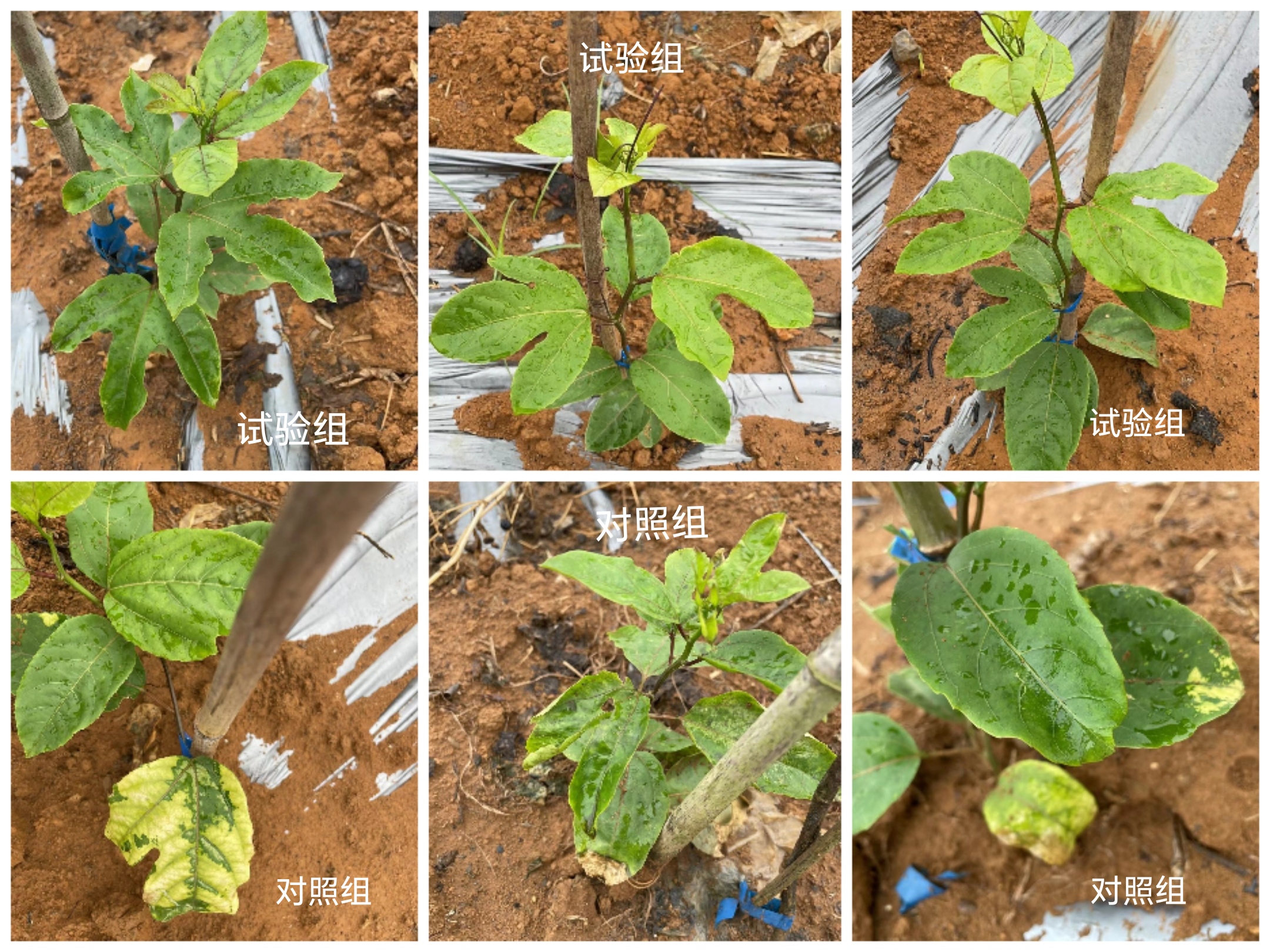 1696848622770013.jpg 蔬菜化(huà)肥