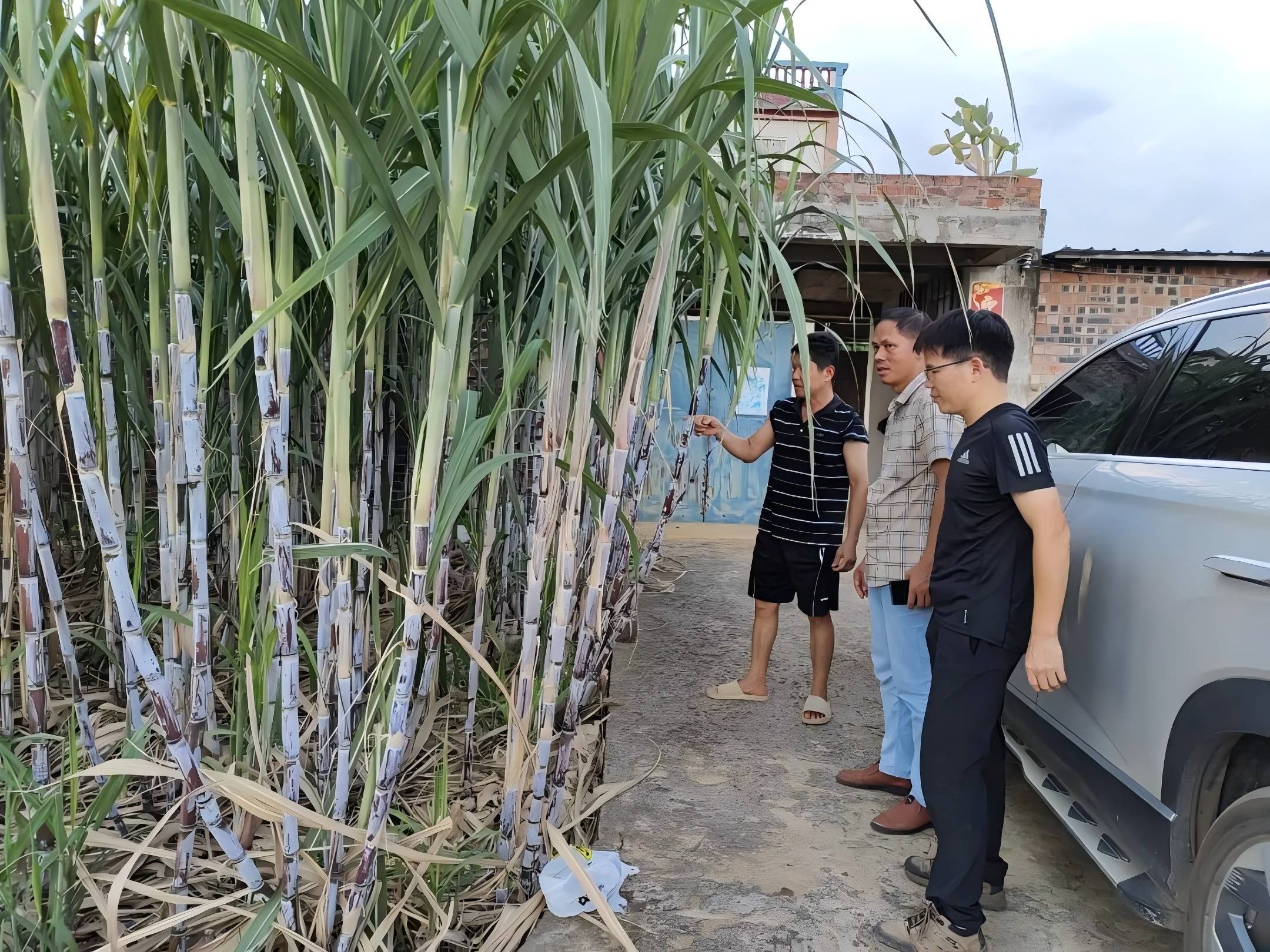 1722839336169219.jpg 有(yǒu)機(jī)肥