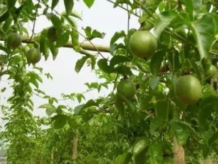 百香果種植基地(dì) 百香果種植基地(dì)