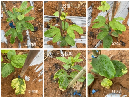 不(bù)同水(shuǐ)果應該如(rú)何選擇有(yǒu)機(jī)肥？