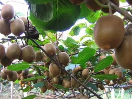 猕猴桃種植基地(dì) 猕猴桃種植基地(dì)