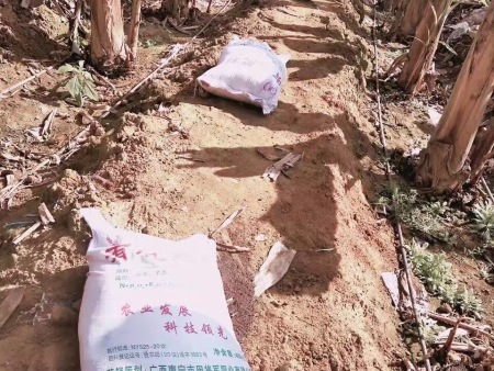 香蕉種植基地(dì) 香蕉種植基地(dì)