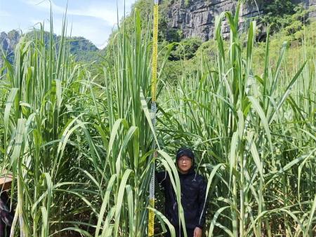 大(dà)華肥業(yè)總經理(lǐ)鐘(zhōng)振強回訪有(yǒu)機(jī)肥種植戶