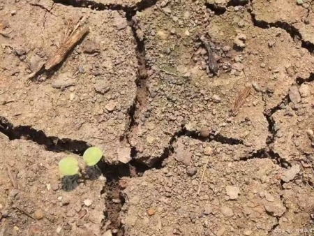 土(tǔ)壤為(wèi)什(shén)麽會(huì)出現(xiàn)闆結？該如(rú)何改善土(tǔ)質？