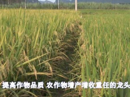 水(shuǐ)稻 水(shuǐ)稻