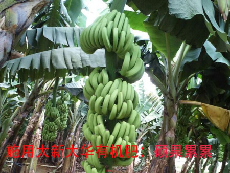 香蕉種植基地(dì) 香蕉種植基地(dì)