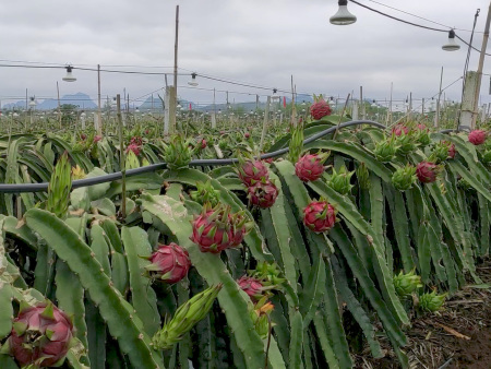 火(huǒ)龍果應該如(rú)何正确施用(yòng)有(yǒu)機(jī)肥