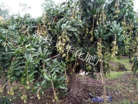 芒果采果後如(rú)何施肥