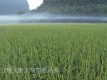 水(shuǐ)稻施肥 水(shuǐ)稻施肥