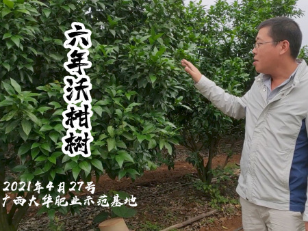 廣西(xī)大(dà)華肥業(yè)示範基地(dì)-六年(nián)沃柑樹(shù)施肥效果