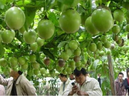 種植百香果，如(rú)何挑選有(yǒu)機(jī)肥？